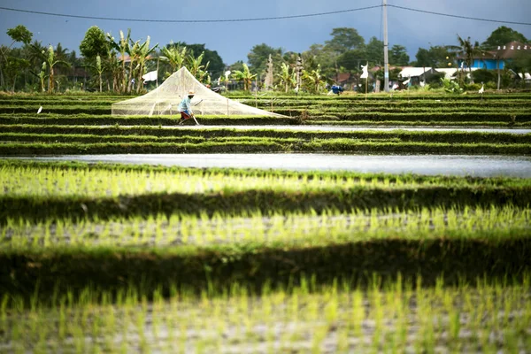 Reisterrassen Landschaft mit einem Bauern. — Stockfoto