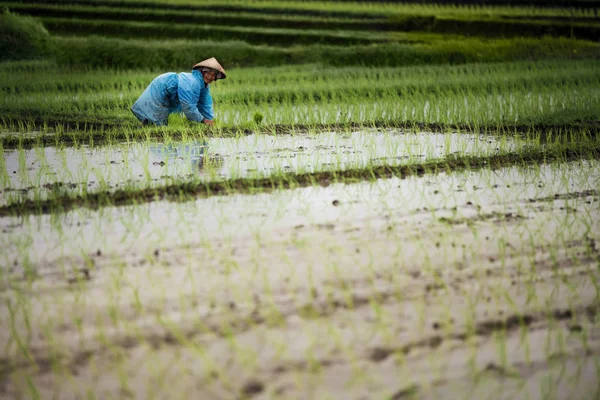 Indonesische Bäuerin arbeitet auf einer Reisterrasse. — Stockfoto
