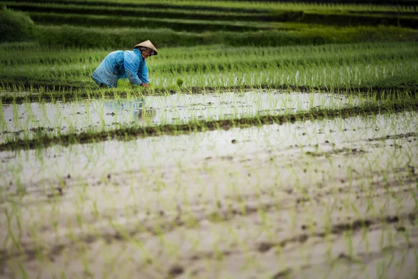 Campesina indonesia trabajando en una terraza de arroz . — Foto de Stock