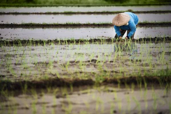 Campesina indonesia trabajando en una terraza de arroz . — Foto de Stock