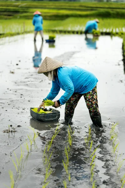 Tres mujeres agricultoras de la terraza de arroz trabajando en la terraza de arroz . —  Fotos de Stock