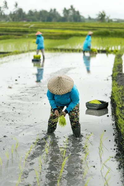 Três mulheres fazendeiros terraço arroz trabalhando no terraço arroz . — Fotografia de Stock