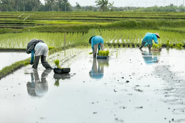 Três mulheres fazendeiros terraço arroz trabalhando no terraço arroz . — Fotografia de Stock