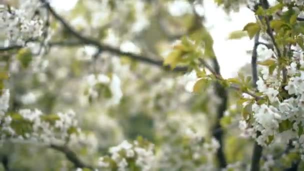 Blossoming Bir Meyve Ağacı Bahar Mevsiminde Çiçekler — Stok video