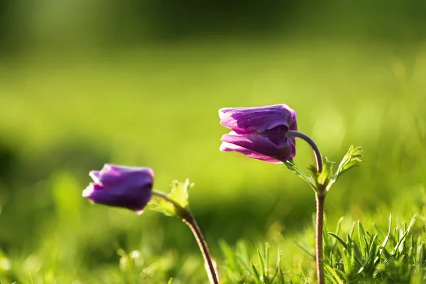 Primer plano de una sola flor de tulipán de color púrpura . —  Fotos de Stock