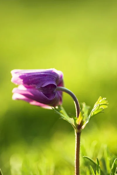 Close up tiro de uma única flor tulipa de cor roxa . — Fotografia de Stock