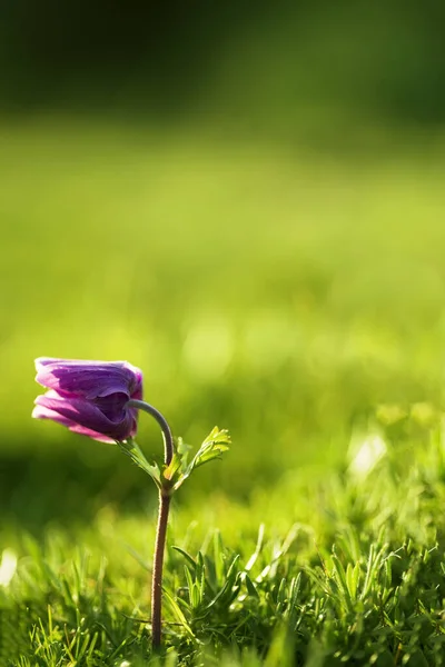 一枝紫色郁金香花的特写. — 图库照片