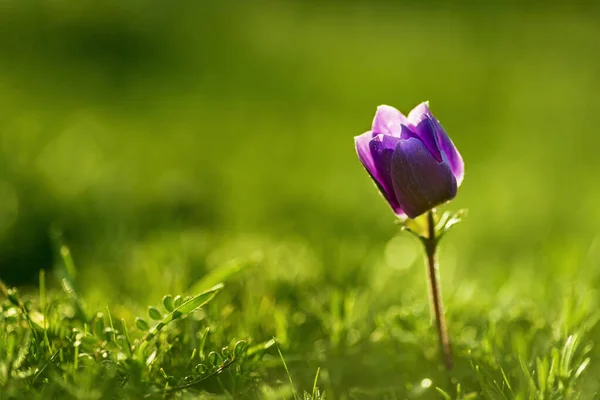 Nahaufnahme einer einzigen violetten Tulpenblume. — Stockfoto