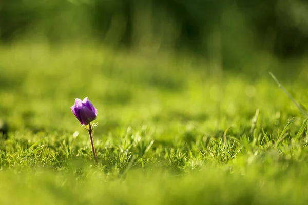 Primer plano de una sola flor de tulipán de color púrpura . — Foto de Stock