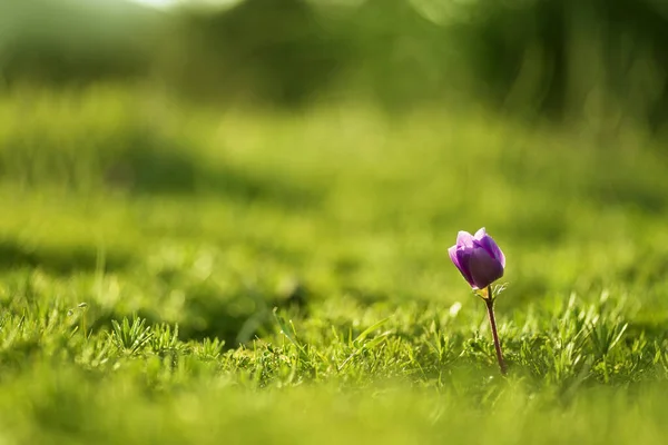 Primer plano de una sola flor de tulipán de color púrpura . —  Fotos de Stock