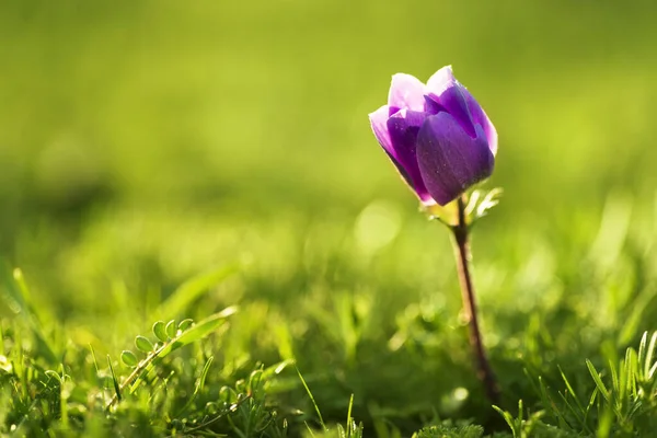 Közelkép egyetlen lila színű tulipánvirágról. — Stock Fotó