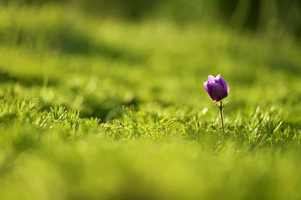 Közelkép egyetlen lila színű tulipánvirágról. — Stock Fotó