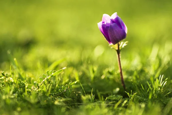 자주색 튤립 꽃 한 송이를 가까이 서 찍은 사진. — 스톡 사진