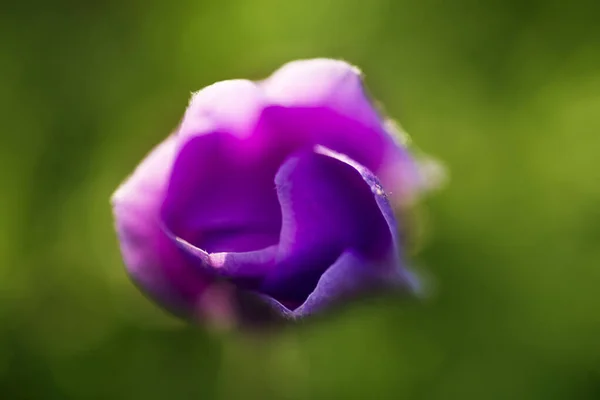 Nahaufnahme einer einzigen violetten Tulpenblume. — Stockfoto