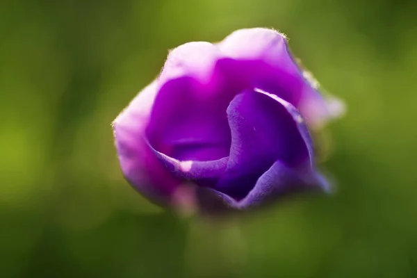 Tutup gambar dari satu Purple berwarna bunga Tulip . — Stok Foto