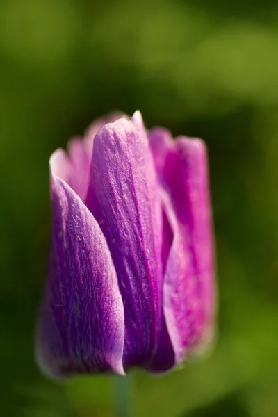 Közelkép egyetlen lila színű tulipánvirágról. — Stock Fotó