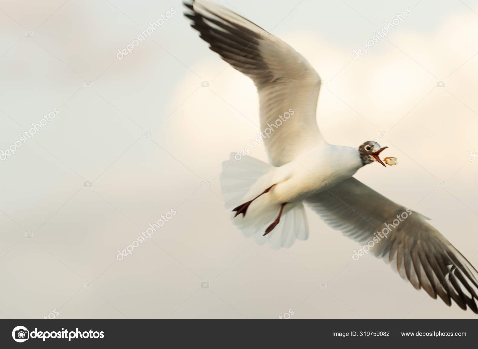 Flying one seagull on a blue sky and 