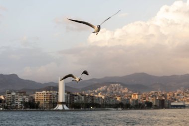 Mavi bir gökyüzünde iki martı uçuyor.