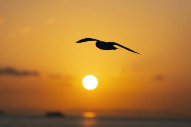 Martılarla ve denizlerle gün batımı manzarası.