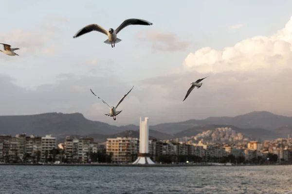 Voando três gaivotas em um céu azul . — Fotografia de Stock