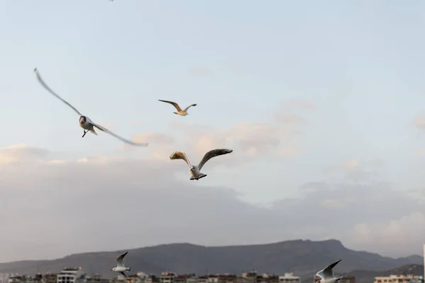Volando tres gaviotas en un cielo azul . —  Fotos de Stock