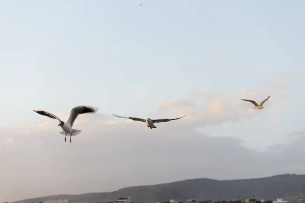 Volando tres gaviotas en un cielo azul . —  Fotos de Stock