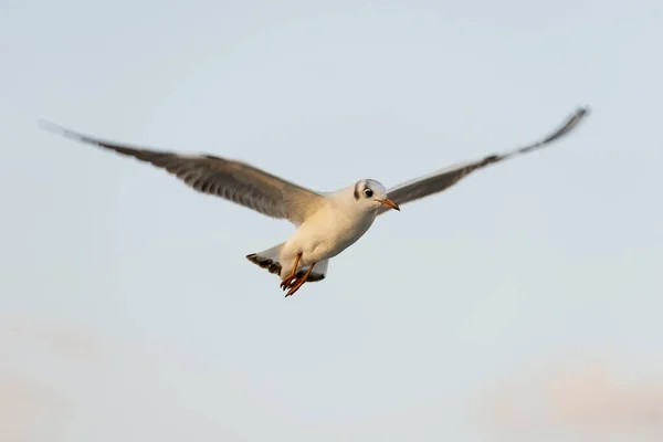 Flying one seagull on a blue sky. — Stock Photo, Image