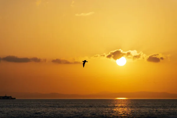 Vista del atardecer con gaviotas y mar . —  Fotos de Stock