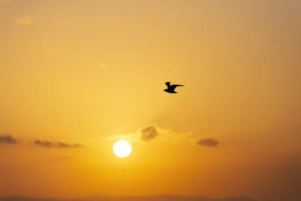 Sonnenuntergang mit Möwen und Meer. — Stockfoto