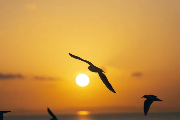 Vista del atardecer con gaviotas y mar . —  Fotos de Stock