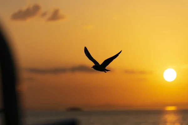 Vista del atardecer con gaviotas y mar . —  Fotos de Stock