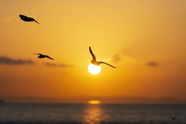 Sunset view with seagulls and sea. — Stock Photo, Image