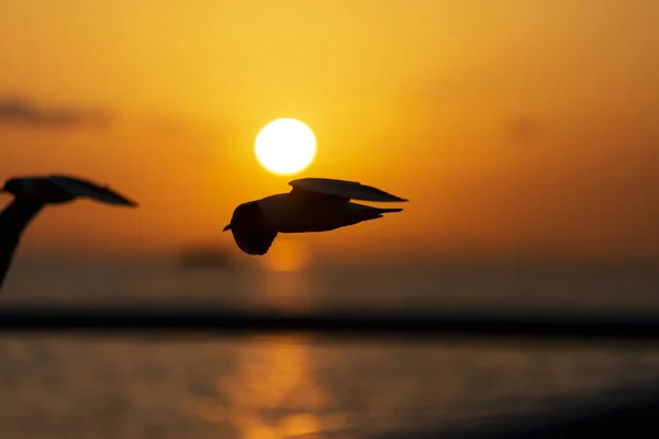Вид на захід сонця з чайками і морем . — стокове фото