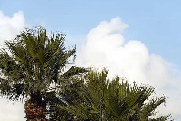 Листья пальмы . — стоковое фото