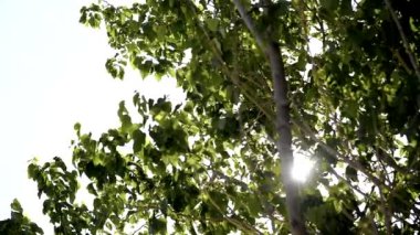 Yeşil yapraklar güneş ışığıyla parlıyor.