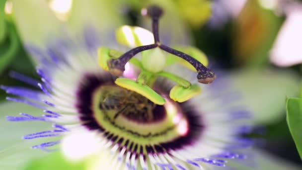 Imágenes Cerca Una Flor Passiflora Con Una Abeja Polinizadora Ella — Vídeo de stock