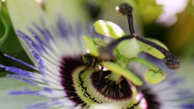 Üzerinde polen taşıyan bir Passiflora çiçeğinin görüntülerini kapat..
