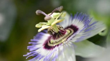 Üzerinde polen taşıyan bir Passiflora çiçeğinin görüntülerini kapat..