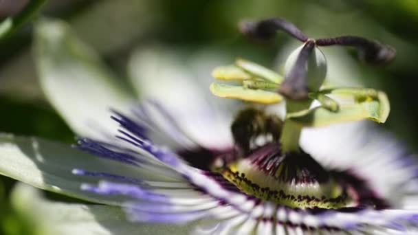 Nahaufnahme Einer Passiflora Blume Mit Einer Bestäubenden Biene Darauf — Stockvideo