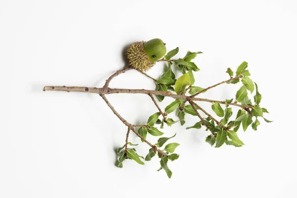 Bellota verde en rama y con un insecto en ella y en un fondo blanco —  Fotos de Stock