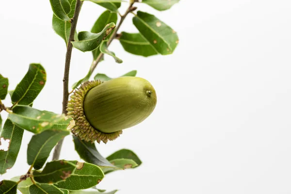 Green acorn on branch and on a white backhround. — Stock Photo, Image