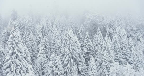 Schnee Landschaft Filmmaterial Auf Schneebedeckten Kiefern — Stockvideo