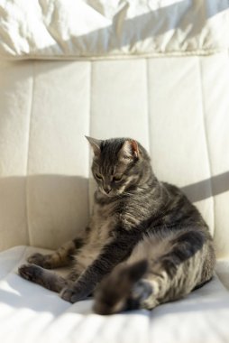 Gri bir kedinin portresi Sallanan bir sandalyede.