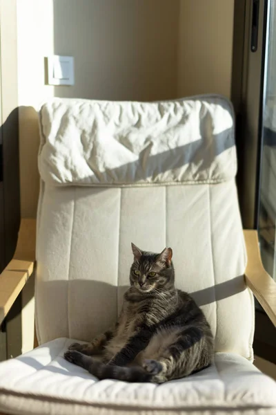 Retrato de un gato gris o una mecedora . — Foto de Stock