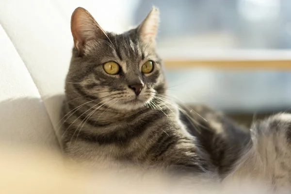 灰色の猫のオノの肖像画ロッキングチェア. — ストック写真
