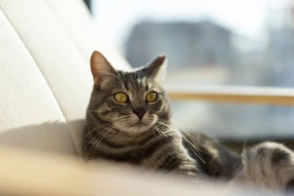 Portret szarego kota na bujanym krześle. — Zdjęcie stockowe