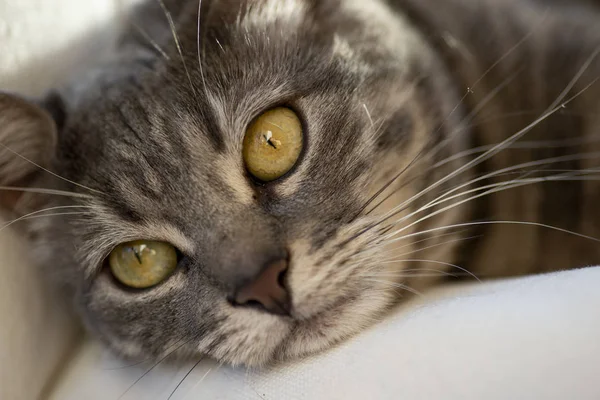 Feche a foto de cara de um gato cinza . — Fotografia de Stock