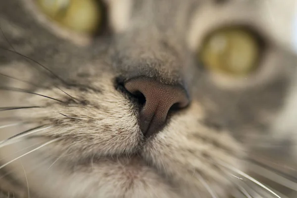 Close up neusfoto van een grijze kat. — Stockfoto