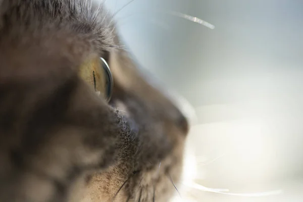 Close up gezicht foto van een grijze kat. — Stockfoto