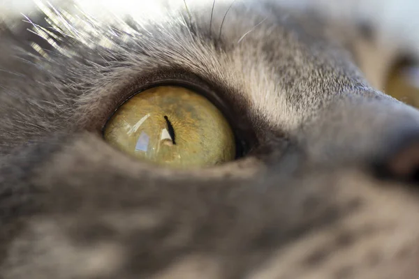 Κοντινή φωτογραφία προσώπου μιας γκρίζας γάτας. — Φωτογραφία Αρχείου